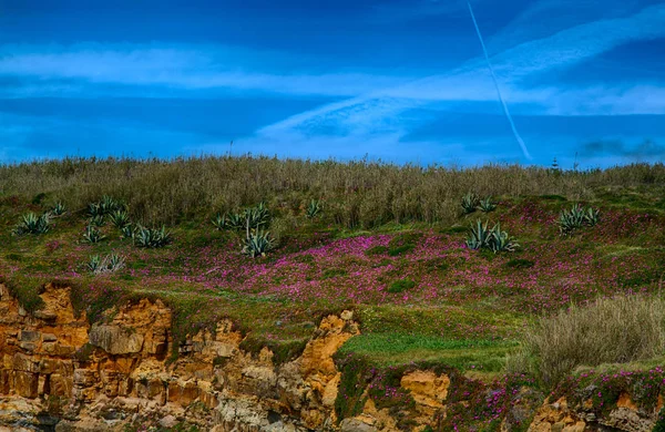 Verde colina flores rosa e céu azul — Fotografia de Stock