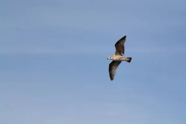 Seagul vliegen in de blauwe hemel — Stockfoto