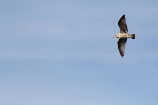 Seagul vliegen in de blauwe hemel — Stockfoto