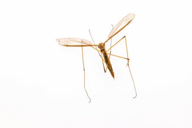 Sivrisinek makro yakın çekim