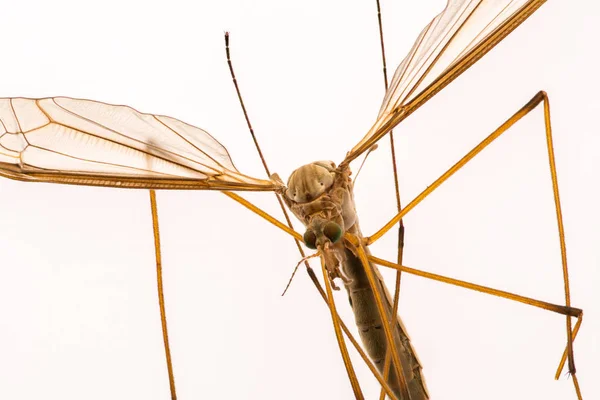 Macro mosquito close up — Fotografia de Stock