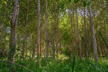 güzel orman ışık