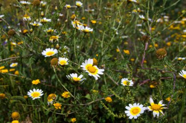 yeşil alan beyaz ve sarı çiçek