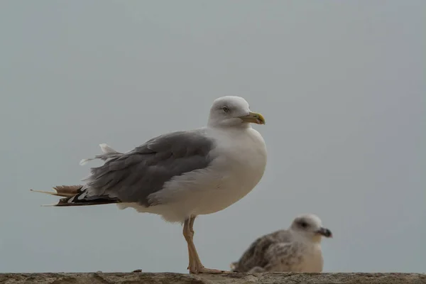 Seagull staande in een muur zeemeeuw — Stockfoto