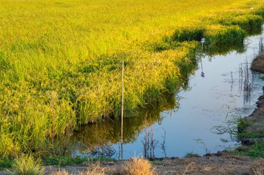 Tarım pirinç tarlaları