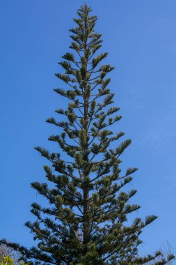 Araucaria iğde ağacı