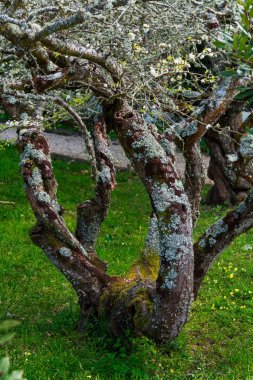Ağaç ile bükülmüş çorbaları