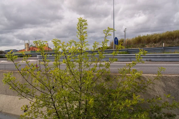 在高速公路上种植的植物 — 图库照片