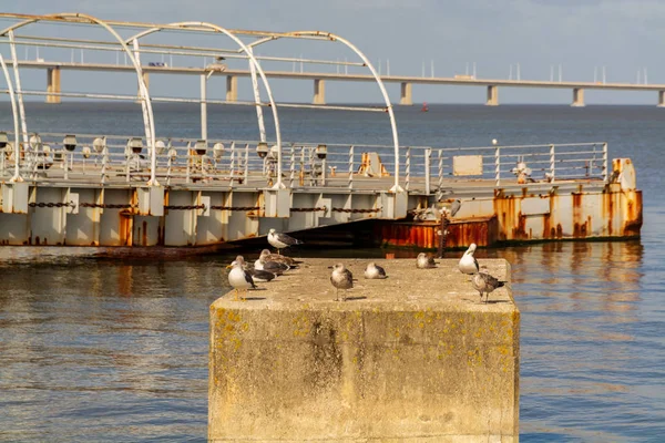 Gaviotas en una pera de cemento —  Fotos de Stock