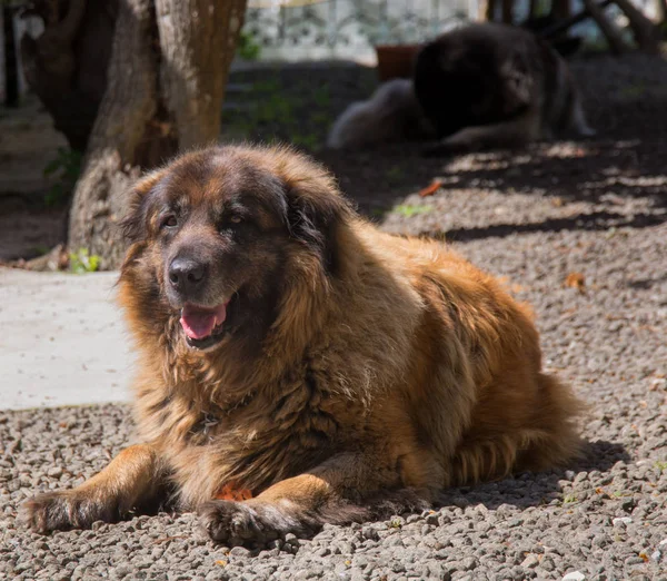 Serra da Estrela Portekizli köpek