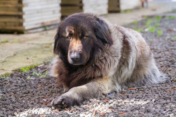 Serra da Estrala Portugisisk hund — Stockfoto