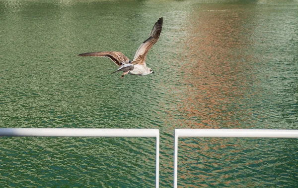 Eine Möwe schwimmt — Stockfoto