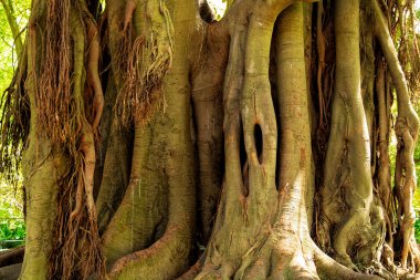 eski ağaç formları