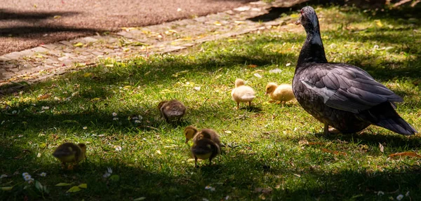 鸭子的家庭 母亲鸭子和六只婴孩鸭子在庭院里 — 图库照片