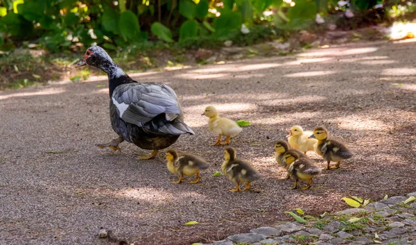 Famille Canards Une Mère Canard Six Petits Canards Dans Jardin — Photo