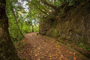 Madeira Adası 'nda Balcoes Levada