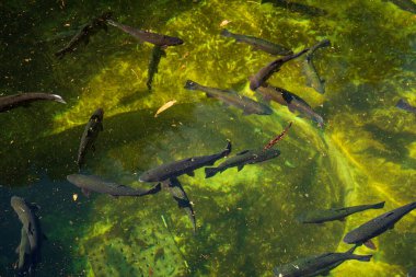 Alabalık yuvasında geziyor.