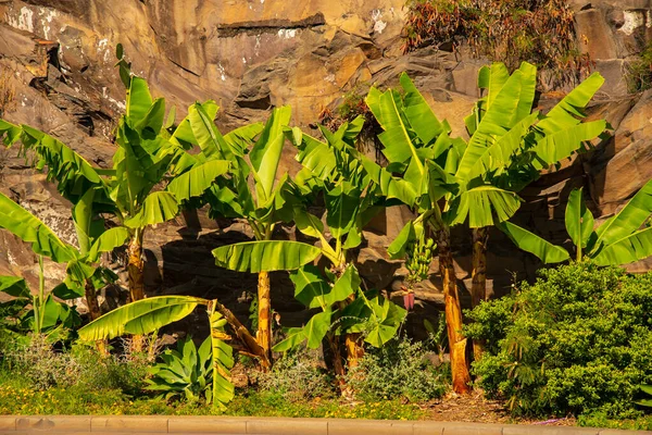 Ilha de Banana Paltantion em Portugal — Fotografia de Stock