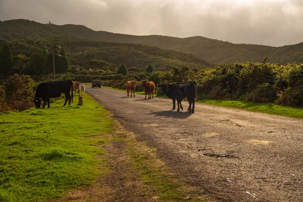 마데이라 섬의 폴 다 세라에 있는 소들 — 스톡 사진
