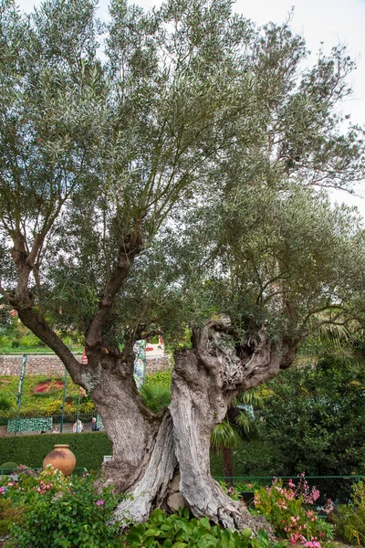 Monte palacio jardines en la isla de Madeira — Foto de Stock