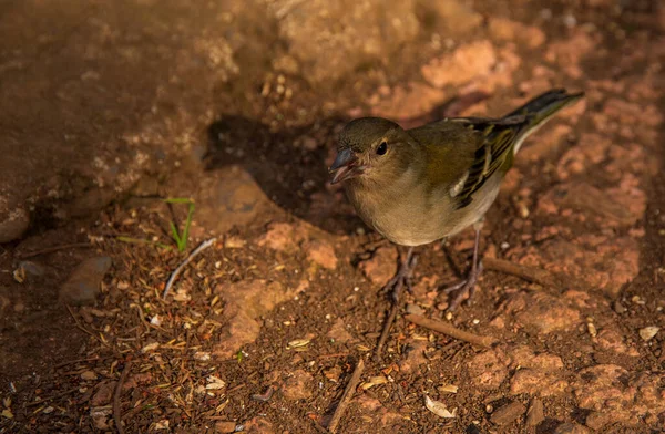 Pájaro pequeño de pie — Foto de Stock