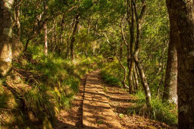 Madeira Adası 'nda Balcoes Levada