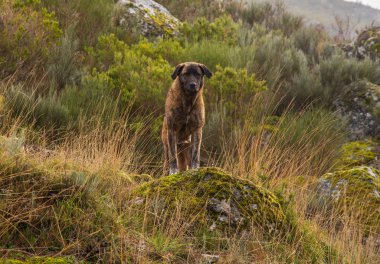 Serra da Estrela 'nın vahşi köpeği