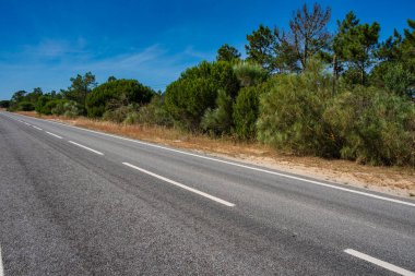 Yan tarafında bitki örtüsü olan küçük asfalt yol boş.