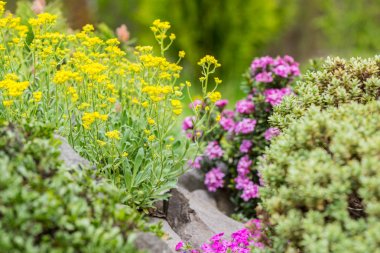Dekoratif taş döşeli bahçe çiçek açan