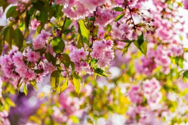 Asma dalları çiçek açması sakura ağacı güneş ışığı