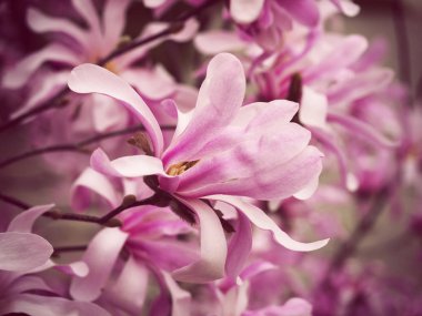 Manolya, pembe çiçek çiçek dalları