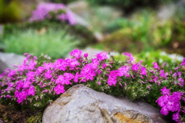 Violet phlox flowers on the rockery, nature background clipart