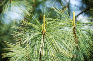 Taze koniler ile iğne yapraklı dal