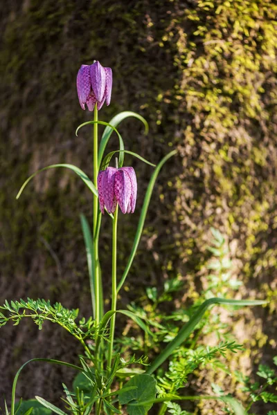 Fleur d'échecs rose, fritillaria dans la nature — Photo