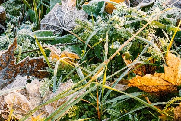 Frozen leaves and green grass, natural background — Stock Photo, Image