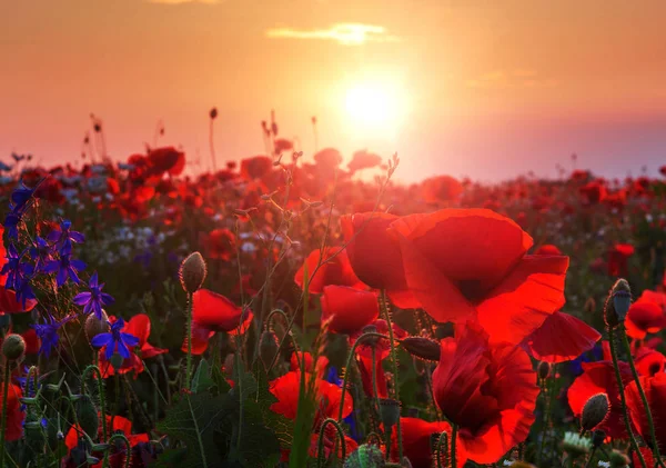 Increíble puesta de sol sobre el campo de amapola — Foto de Stock