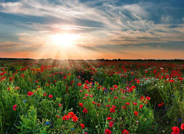 Champ de pavot rouge au coucher du soleil — Photo