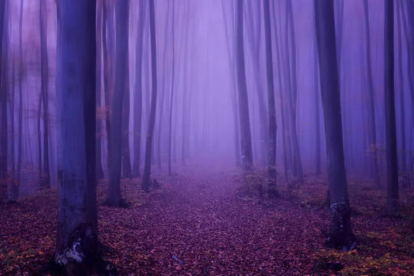ファンタジーの森の抽象的な背景 ウルトラ バイオレットのコンセプト 2018 年の色 — ストック写真