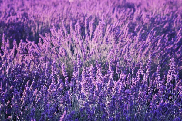 Rozkvetlé Levandule Pole Květinové Sezónní Přirozená Koncept Ultra Violet Barva — Stock fotografie