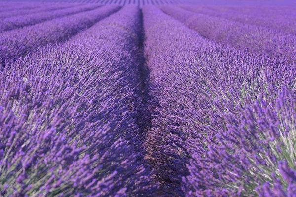 Virágzó Levendula Mező Természetes Virágos Szezonális Háttér Ultra Violet Koncepció — Stock Fotó