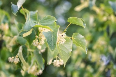 Linden çiçeği, taze beyaz çiçekler ve yağmurdan sonra taze yeşil yapraklar, doğal arka plan.