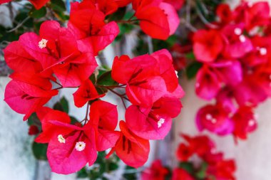  Parlak Yunan Begonviller, Milos Yunanistan 