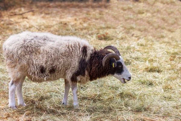 Uppehållet av Mezhyhirya i Novi Petrivtsi, Ukraina — Stockfoto