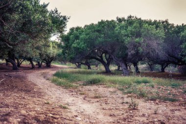 Zeytin ağaçları Bahçe Balos bay, Girit, Yunanistan için yolda