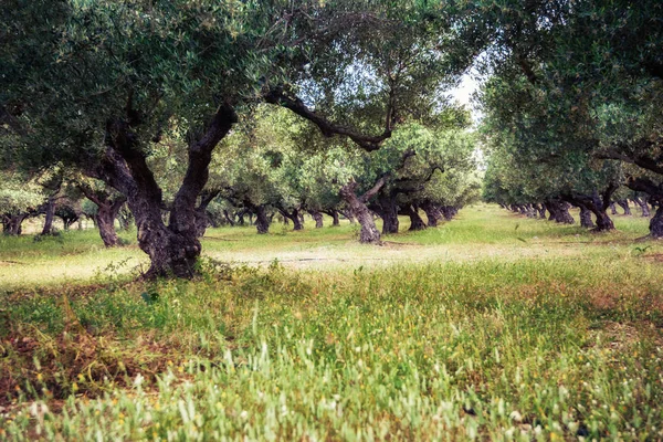 Jardin d'oliviers sur la route de la baie de Balos, Crète, Grèce — Photo
