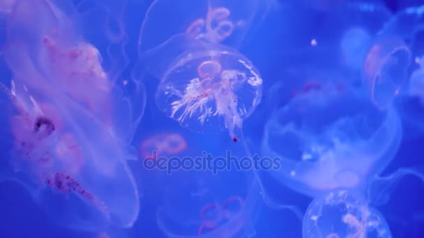 Medúzy v akváriu — Stock video