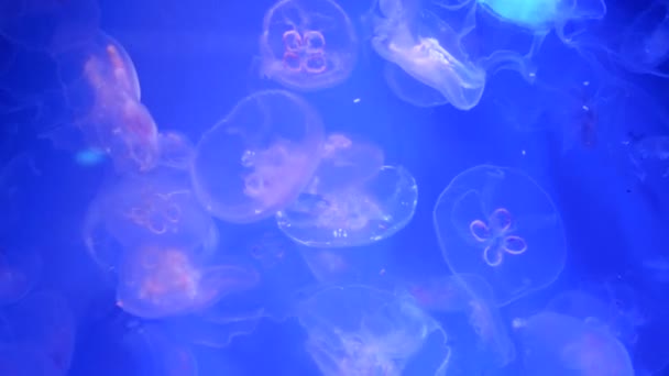 Медузы в аквариуме — стоковое видео