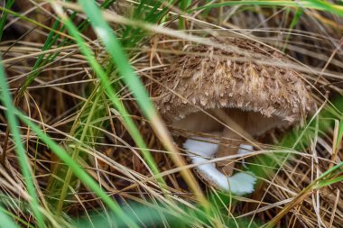 Sonbahar orman, makro kırmızı mantar