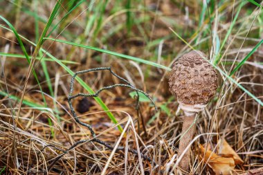 Sonbahar orman, makro kırmızı mantar