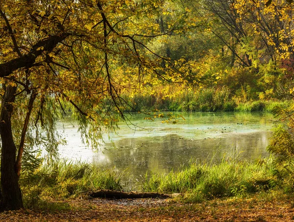 Heller Herbst Kiev Ukraine — Stockfoto